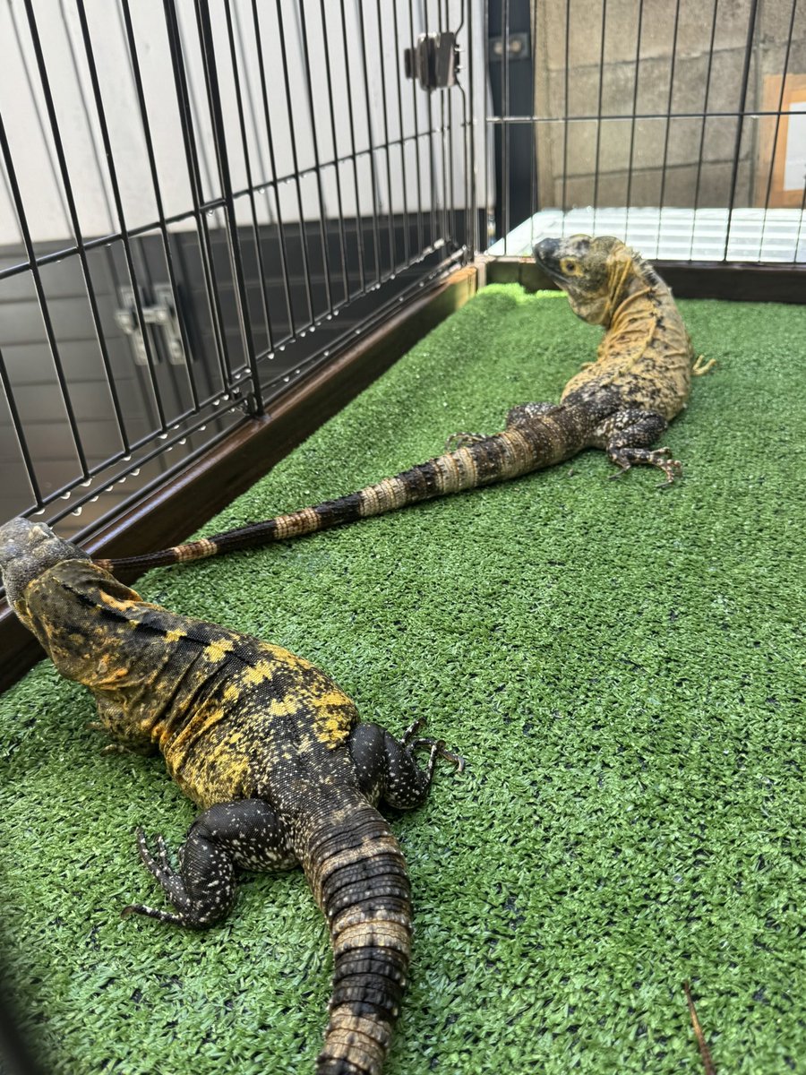 B28872130's tweet photo. 今日はバナスパの日光浴☀️
気持ちよさそうー🦎😍爪も切ってもらってスッキリしたね✨皆様もまだまだ暑い日が続きますので熱中症には気をつけましょう〜🥵
#作業所 #就労継続支援B型 #バナスパ #イエローファントム #トゲオイグアナ #爬虫類
#福祉施設 https://t.co/RCkTsNn7Sk