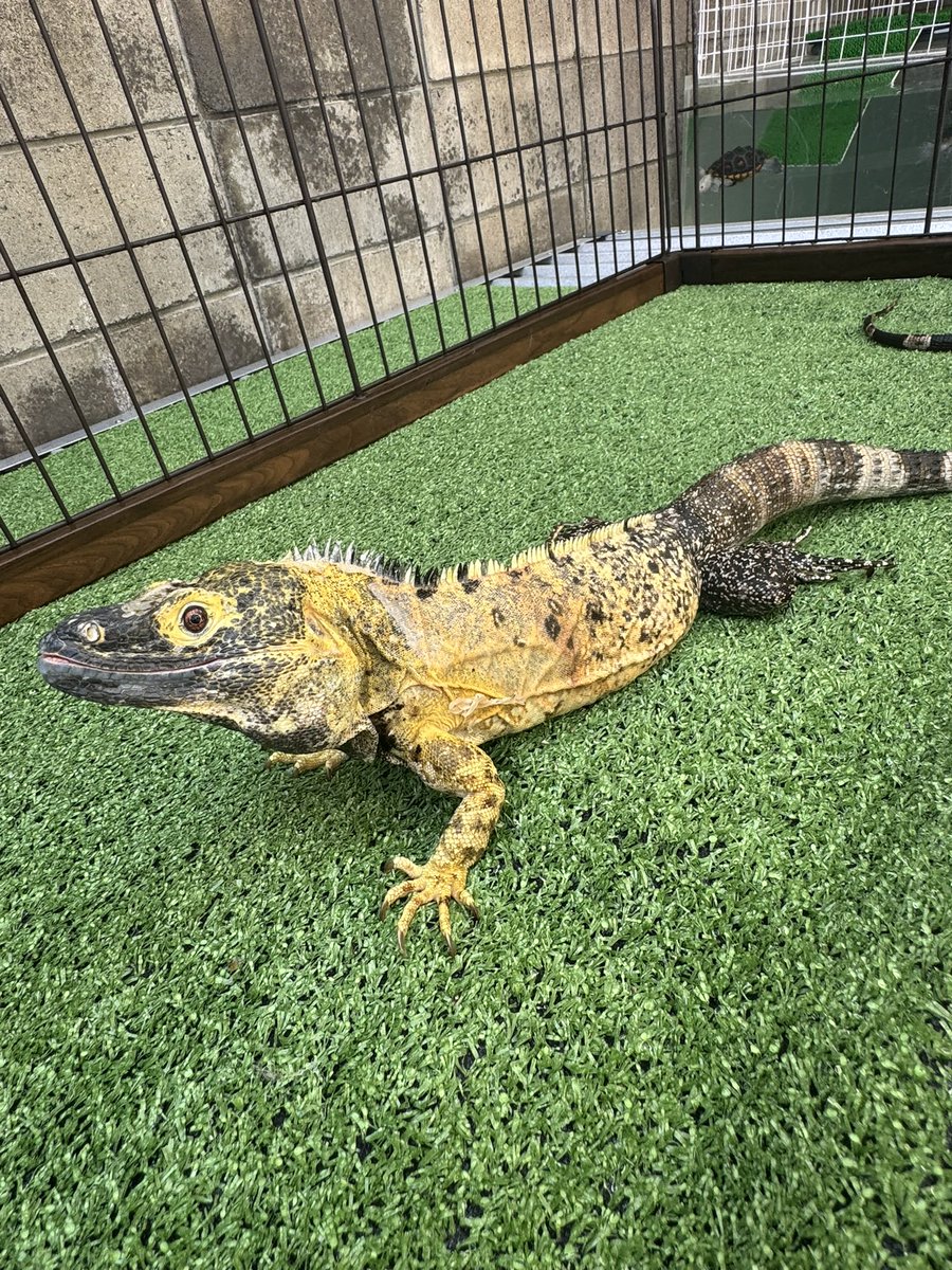 B28872130's tweet photo. 今日はバナスパの日光浴☀️
気持ちよさそうー🦎😍爪も切ってもらってスッキリしたね✨皆様もまだまだ暑い日が続きますので熱中症には気をつけましょう〜🥵
#作業所 #就労継続支援B型 #バナスパ #イエローファントム #トゲオイグアナ #爬虫類
#福祉施設 https://t.co/RCkTsNn7Sk