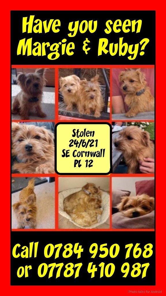 MissingPetsGB's tweet photo. Please share- it's Margie and Ruby monday🙏🙏 #MargieandRubyMonday 

These two Norfolk Terriers are still missing

Last seen Cornwall #PL12 https://t.co/ailLsRx644
