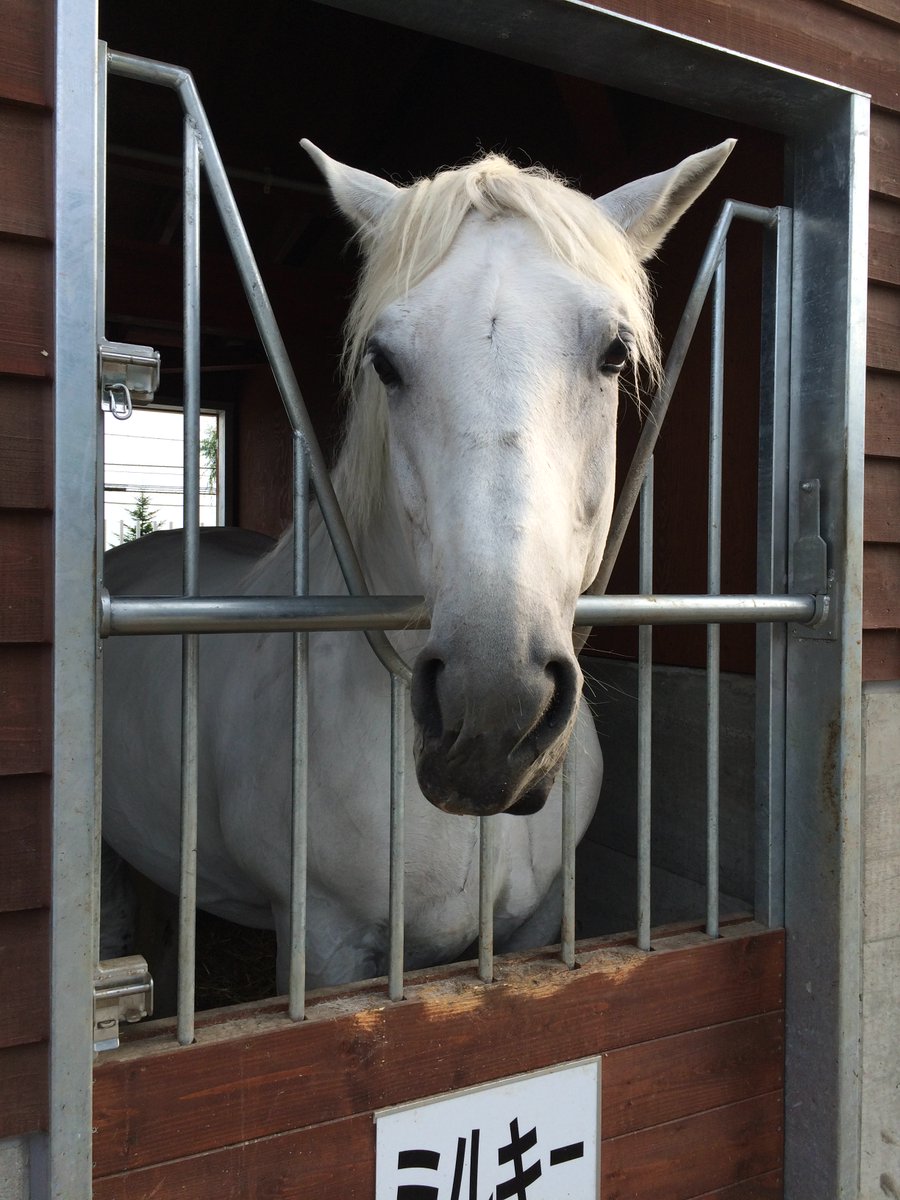 uma_tahio's tweet photo. ポストしそびれてたけど、ばんえい十勝帯広競馬場といえば、7月23日に虹の橋を渡ってしまったミルキーさんも忘れがたい。ほんと、愛らしい目をしていたんだよなぁ。（写真は2015年に訪問時のもの） https://t.co/XgJG2syP4K