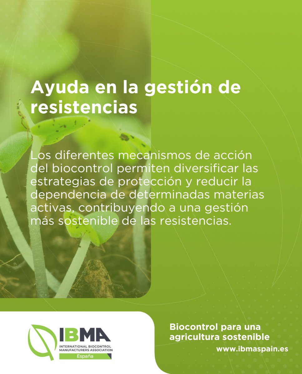 ibmaspain's tweet photo. 🌱 ¿Por qué es importante el #biocontrol?

Las soluciones de biocontrol aportan ventajas que van más allá de la sostenibilidad y ofrecen nuevas herramientas para afrontar los retos actuales de la protección de cultivos.

Hoy destacamos 3 de ellas 👇 https://t.co/kX8omgpiAI