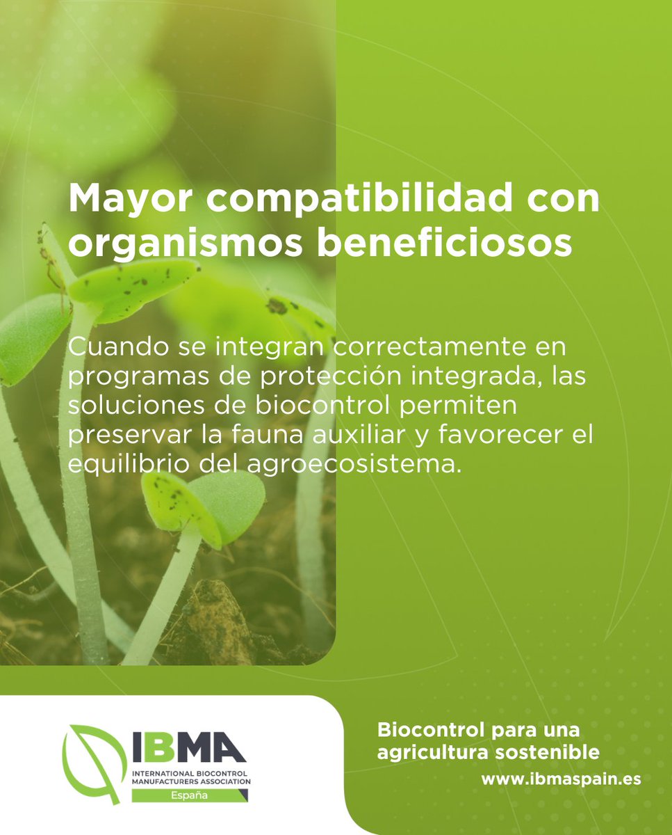 ibmaspain's tweet photo. 🌱 ¿Por qué es importante el #biocontrol?

Las soluciones de biocontrol aportan ventajas que van más allá de la sostenibilidad y ofrecen nuevas herramientas para afrontar los retos actuales de la protección de cultivos.

Hoy destacamos 3 de ellas 👇 https://t.co/kX8omgpiAI