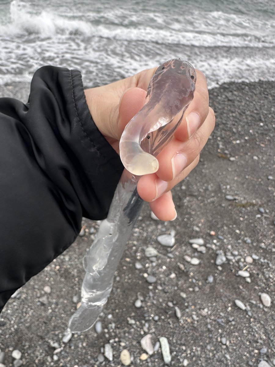 MLavca's tweet photo. ゾウクラゲってなんか涼し気🧊❄️
AIじゃないよ、実在する生き物だよ！
しかもクラゲでもゾウでもなくて巻貝の仲間だよ🐚面白いね！ https://t.co/N4qZYRJWOd