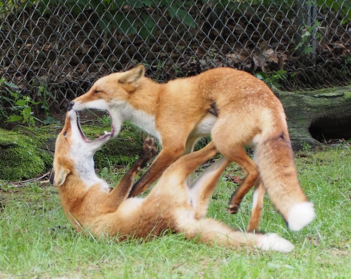 naaaaveMon's tweet photo. 層雲峡〜北見〜弟子屈周辺へ
北キツネ牧場にまた行ってしまった🦊
本日はキャンプです🐮⛺️ https://t.co/ODhtVLdJTP