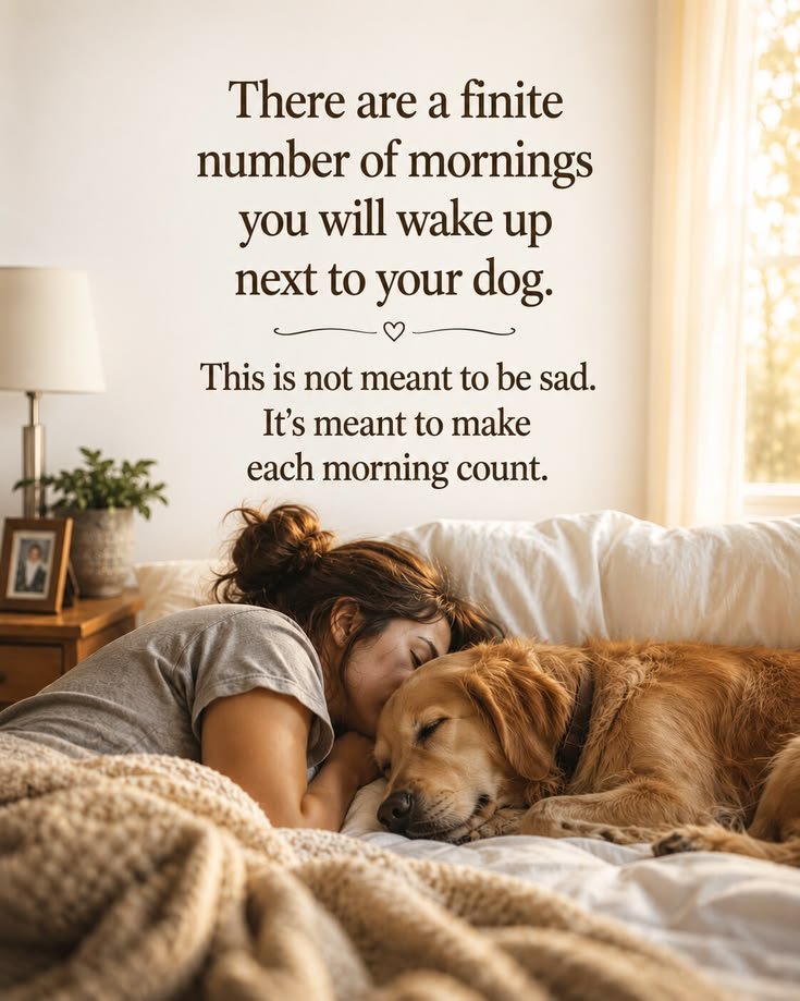 sylviahound6's tweet photo. Good morning my beautiful fur legged baby, wishing you a lovely day ahead🐾🥰❤️
https://t.co/MAhwGcr5eL https://t.co/BycN6wQo96