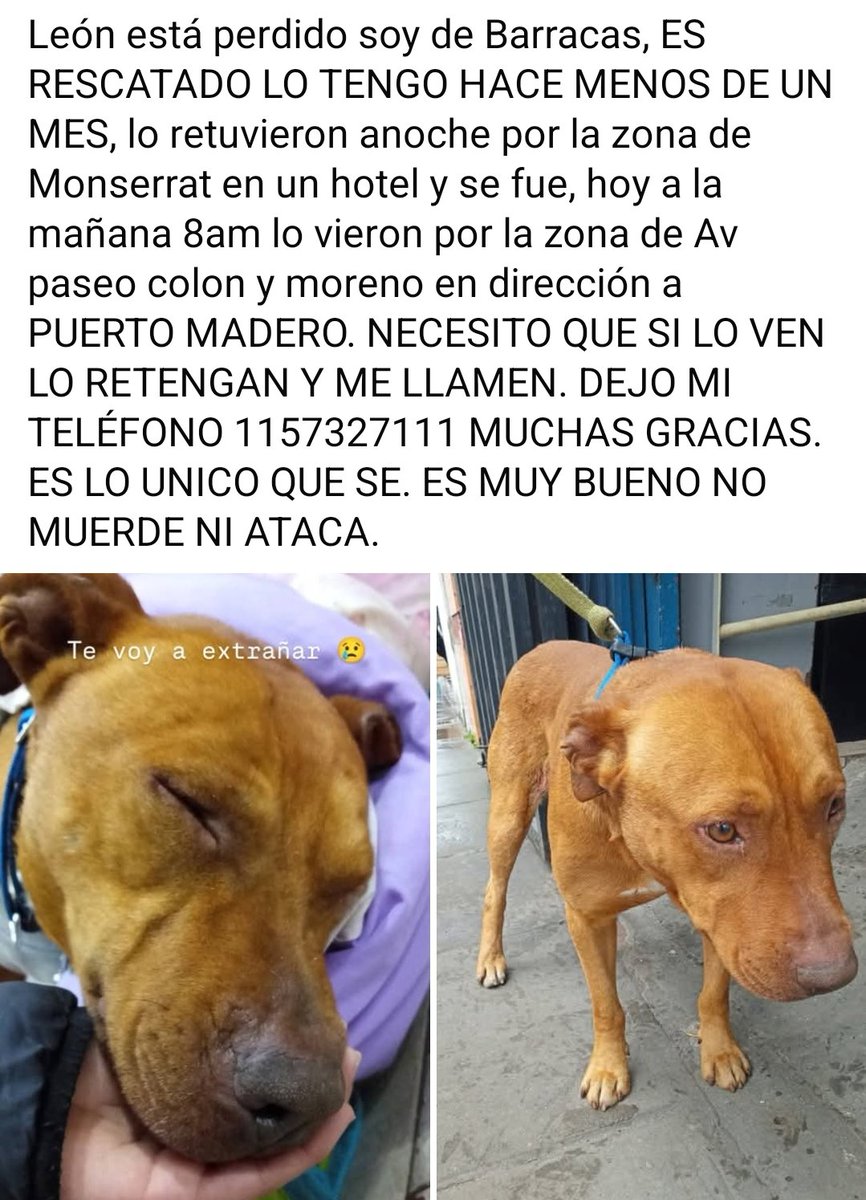 adrianacarr's tweet photo. Este perrito es de Barracas. Ayer domingo 9 de agosto lo vieron en Monserrat. https://t.co/b9QXmOQzT5