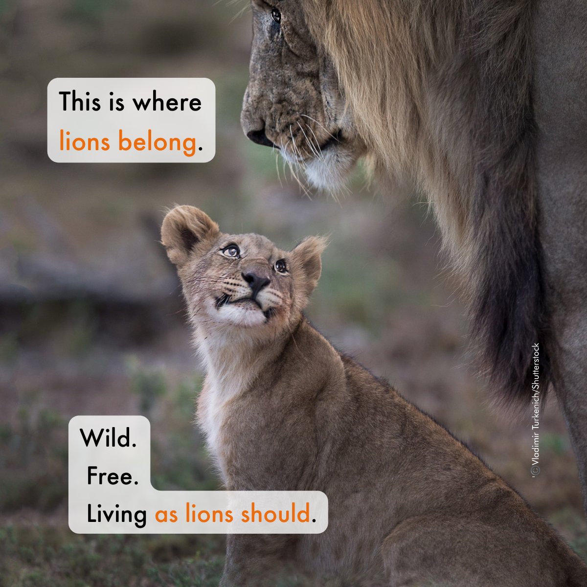 MoveTheWorldAF's tweet photo. Five years later, thousands of lions are still waiting.

In 2021, South Africa committed to phasing out its commercial captive lion industry.

This #WorldLionDay, together with Blood Lions, we're calling for action. No more delays.

Keep lions wild.

#WildOverCaptive https://t.co/y0PPGFhKZk