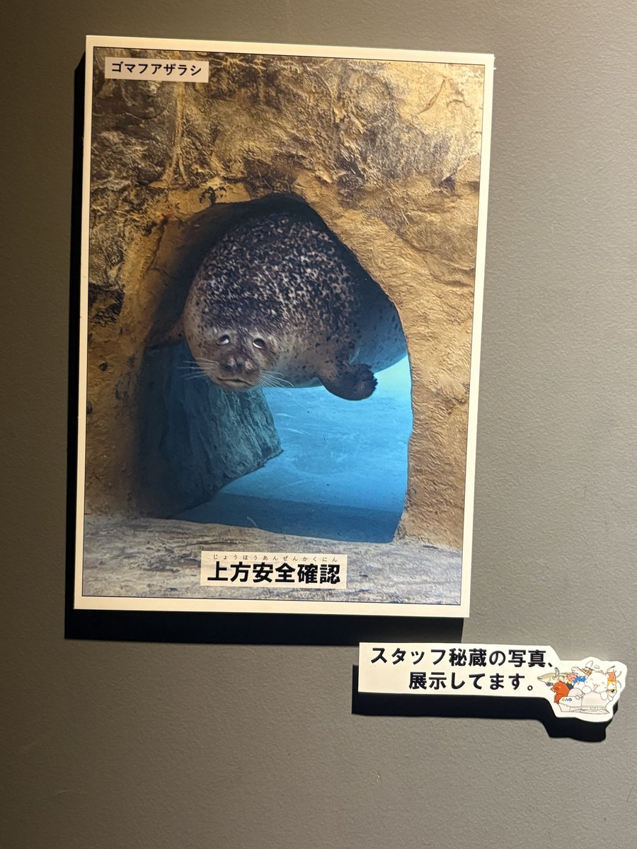kurocatchibicat's tweet photo. 優勝

＃GAOスタッフ秘蔵の写真

#男鹿水族館GAO #男鹿水族館 #ゴマフアザラシ #みずき https://t.co/R08Vwmk1If