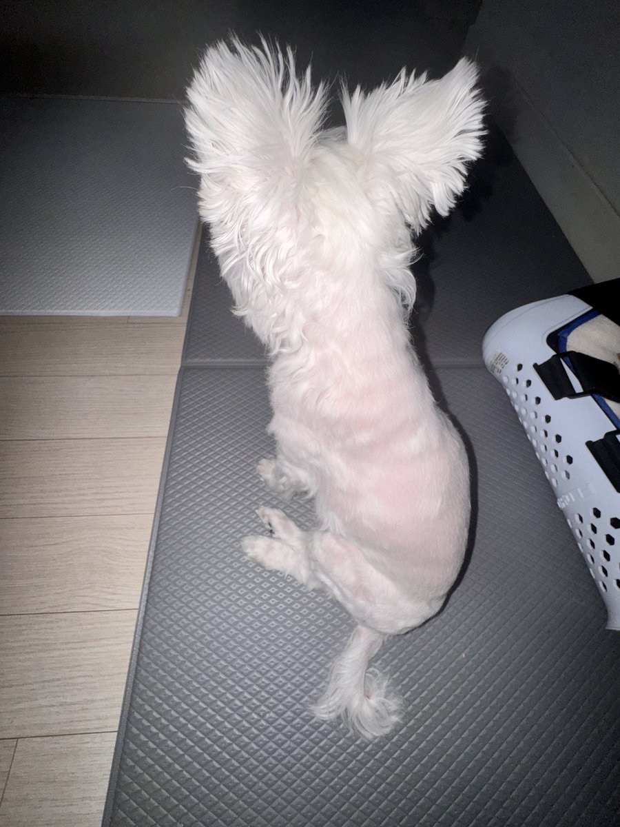 dongdi_12's tweet photo. 제직업은 듬쓰다듬음이 https://t.co/Ci6kNFbpF6