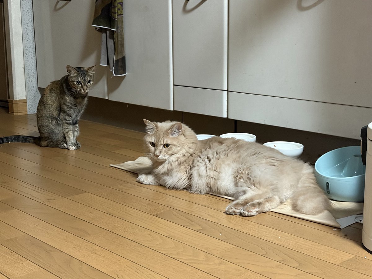 MZGC_443's tweet photo. ぜーーーんぶボクのごはん！！ https://t.co/w5x6GOx0Sf