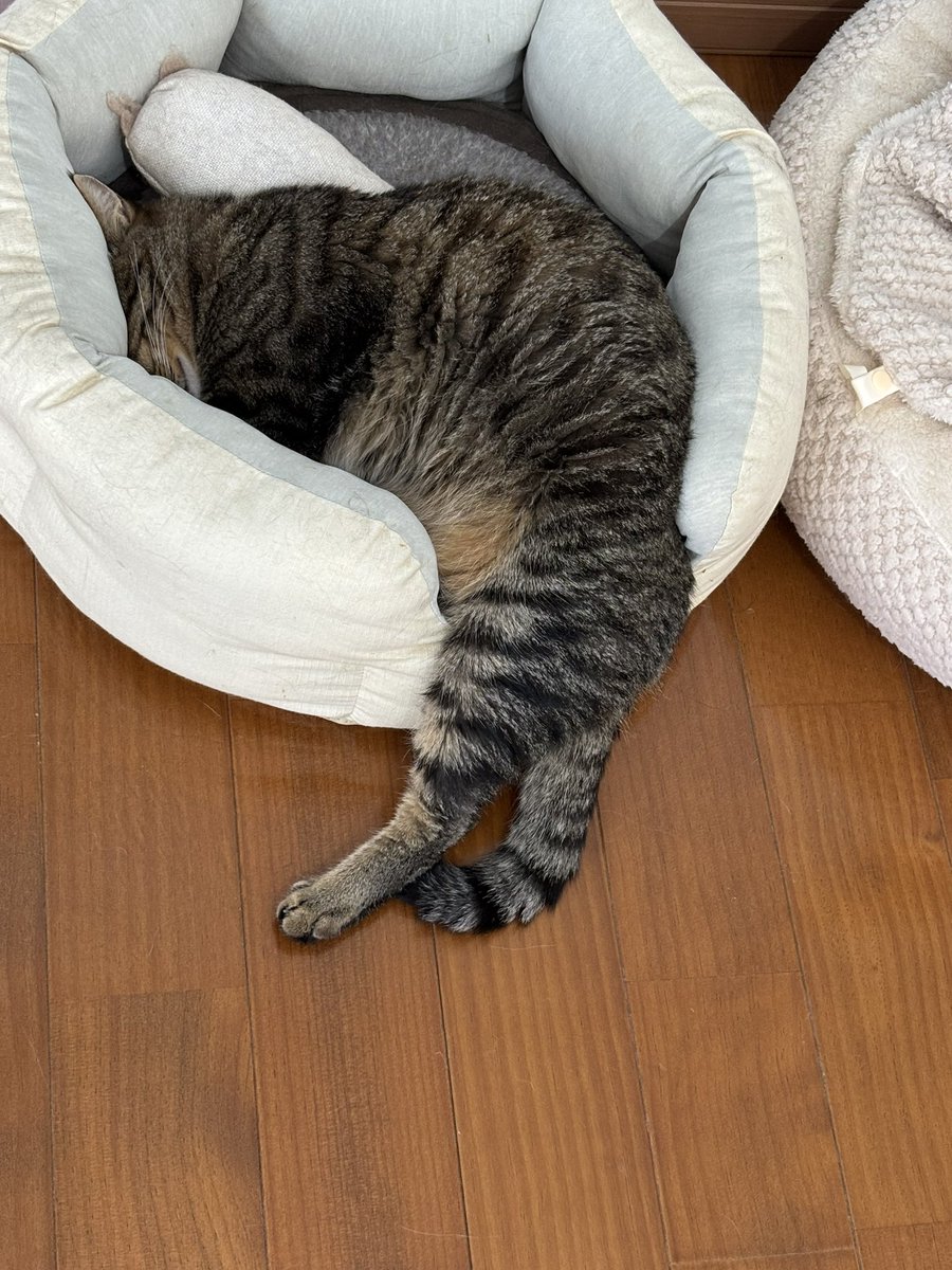 ruska_romi's tweet photo. ゆきおの寝姿コレクション

#猫 #ねこ #猫のいる暮らし 
#フレンドリープリンス雪 https://t.co/CSJMy66SBY