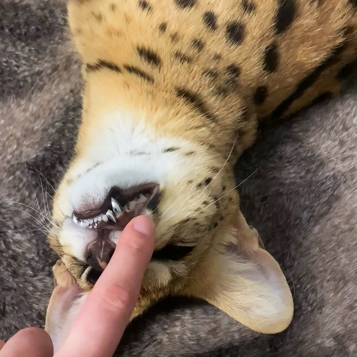 m477lander's tweet photo. I’ll leave the first part of your comment unanswered for now lol😺

You’re right about the fangs, though. I never did explain why she has titanium fangs. I also never told the story of how Eva ended up living with me in the first place.

Eva is an African serval, a real predator. I never wanted a serval, and I don’t think people should buy wild cats just because they want something beautiful or unusual at home. A serval isn’t a toy. But things were different with Eva.

This was about six years ago. I was on a short trip, and people nearby had been looking for an escaped serval for several days. People from my country have local group chats wherever they move, and the escape was all over ours. We followed the search too, then decided to help and eventually got in touch with the owners.

That’s when we found out they were breeding exotic cats to sell. The escaped serval was an adult male, and we later learned he was Eva’s father. His escape brought way too much attention to the breeding operation. Inspections followed, along with questions about how the animals were being kept and bred. I won’t get into every detail. There was plenty of fucked-up shit going on.

The breeders ended up in immigration detention because they were foreigners. At the time, they still had an adult female serval and two very young kittens they were planning to sell. One of them was Eva.

The kittens had already been separated from their mother and bottle-fed way too early so they’d get used to people and be easier to sell. By then, both were completely dependent on humans.

The escaped male was eventually found. People who knew the breeders took him and the adult female, but the kittens were going to be put down. It all came down to a new law. People who already had these animals before the law took effect were allowed to keep them. Acquiring or keeping new ones was banned, and the kittens didn’t qualify for the exception.

At that point, I didn’t see much of a choice. The two kittens had already been born. They were alive, they’d done nothing wrong, and now they were going to be put down because of all this bullshit.

I took both of them somewhere it was legal to keep servals. I won’t get into exactly how I pulled that off. Let’s just say it took a hell of a lot of time and money. The stress was even worse.

I later gave the male kitten to someone who already had experience with animals like him. He couldn’t take both because two adult servals need a lot of space. The boy is still doing great, and Eva stayed with me.

The whole thing started with trying to keep them alive, so I named her Eva.

I realized pretty quickly that a serval is absolutely fucking nothing like a big house cat. She’s a predator who weighs over 14 kg, runs fast, can jump almost three meters straight up, and has the temperament to match. But you get attached to her almost instantly. And once you do, you’re responsible for an animal that depends on you for everything.

Eva also had health problems. Being bottle-fed so early took its toll, and as she grew, we discovered serious issues with her bone development. We spent a long time going from vet to vet and figuring out her diet. She went through exam after exam and slowly got better. Eventually she got stronger and grew up. For a while, everything was fine.

Then the dental problems started, especially with her fangs. Most vets suggested simply removing them. She could live a normal life without them, so medically, that was the easiest option. I didn’t like it.

Eva is still a serval and a predator. These problems went all the way back to the beginning of her life. Just removing her fangs now and calling it a day felt wrong. So I started looking for another option.

Eventually I found a veterinary dentist who takes on difficult cases. I had to wait several weeks because right before Eva, he’d been working on a bear’s teeth. An actual bear.

He examined Eva, and we decided to restore her teeth. She got ceramic crowns on the back teeth. The fangs were more complicated. A predator’s fangs have to withstand much more force, so ceramic wasn’t strong enough. We needed something tougher. That’s how Eva ended up with titanium fangs.

She uses them without any problems, including when she eats meat. No one replaced healthy teeth with metal ones just for looks. The damage was already there. Her fangs had to be rebuilt, and we went with titanium.

The engravings were my idea. When the fangs were being made, they asked if I wanted anything engraved on them. I figured that since they were going to be titanium anyway, I might as well add something personal.

One upper fang has a tiny crown engraved on it. The other has E.L. The E comes from her name, and the L from my last name.

Her teeth are fine now, and Eva is doing great too.