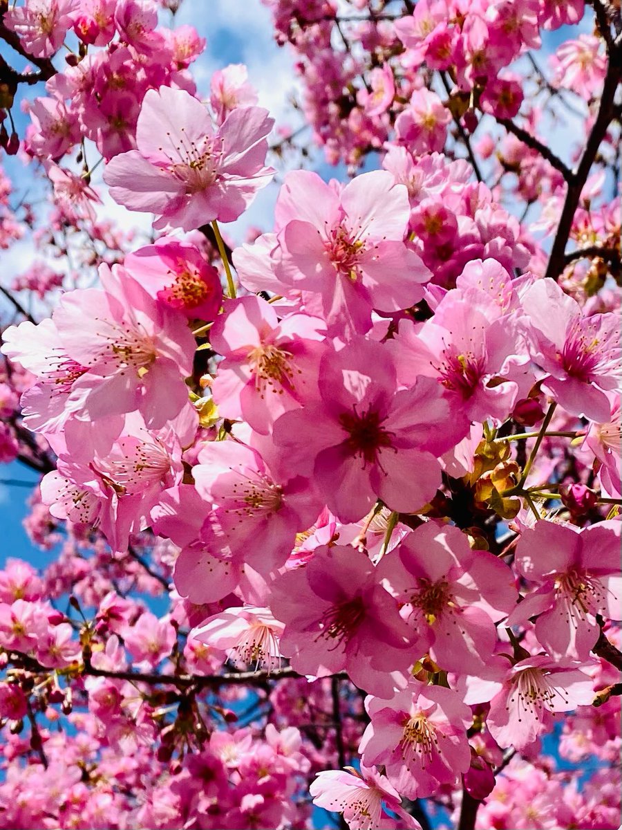JeanetteEliz's tweet photo. Hello Everyone! 🩷 Have a beautiful day 💞🌸💕 https://t.co/ATZKvqFEkv