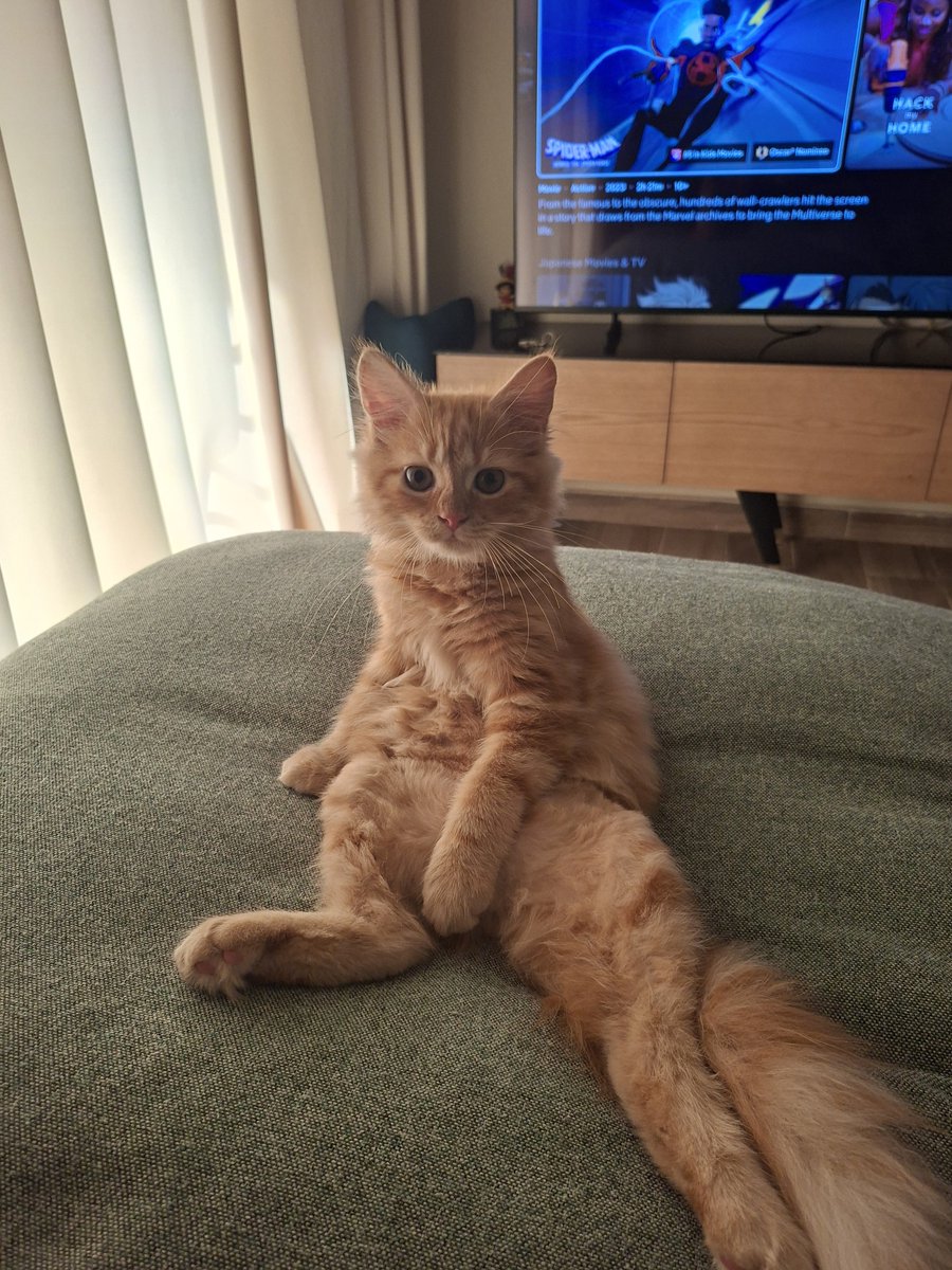 Yahiabeans's tweet photo. I cannot hide his existence any longer, he's grown too powerful 

Everyone, meet Cinnamon https://t.co/VmGdDLsiwr