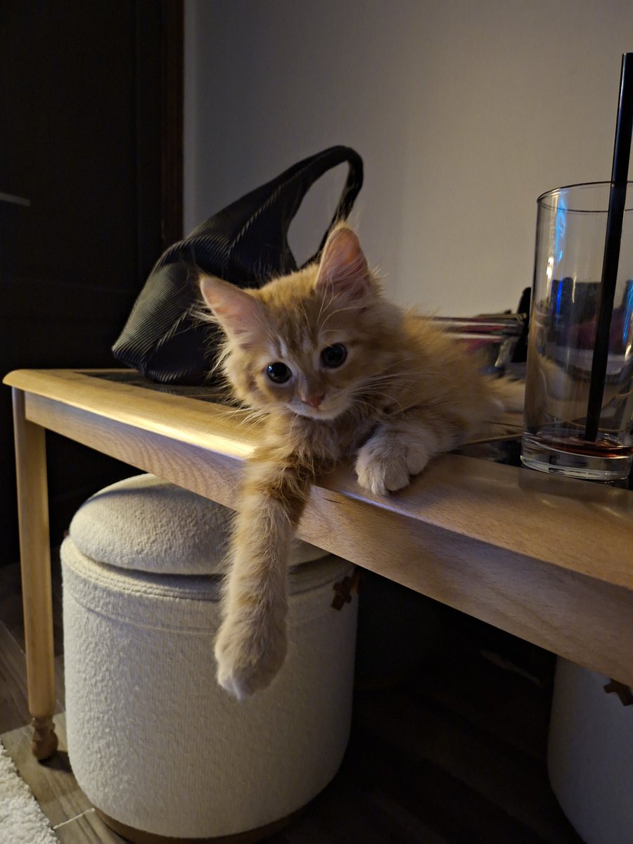 Yahiabeans's tweet photo. I cannot hide his existence any longer, he's grown too powerful 

Everyone, meet Cinnamon https://t.co/VmGdDLsiwr