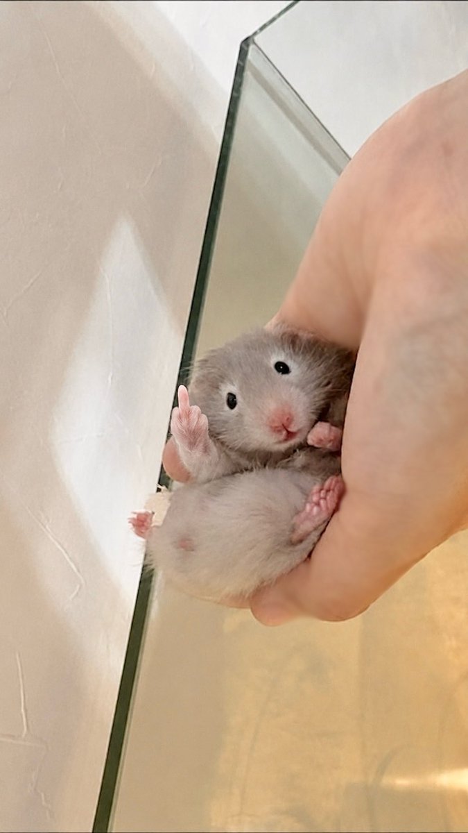 hemhemjp's tweet photo. 動物ってなにしててもかわいいなあ https://t.co/LV1agqquqA