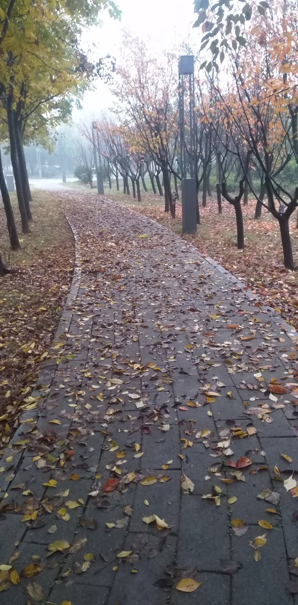 SetllaFlynlnjp's tweet photo. Woke up to crisp autumn air and golden maple leaves floating down—weekend vibes just got way cozier! https://t.co/Y2Em9nV0Ud