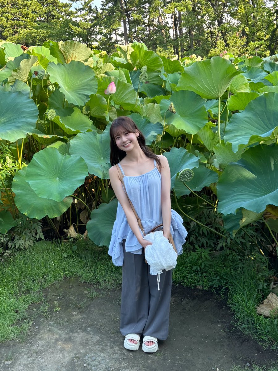 tanabedesuu's tweet photo. 約5000本の花がある白山公園の蓮池🪷
新潟の夏の風物詩のひとつ🎐🍉

世界遺産である平泉・中尊寺より
寄贈されたお花たちなんです。

花が開く早朝から午前中にかけてが見頃だそう🎐

平安時代の花の姿、香りを楽しんでみてはいかがでしょうか？🍃

📍新潟県新潟市白山神社・白山公園 https://t.co/jdD2QABgeg