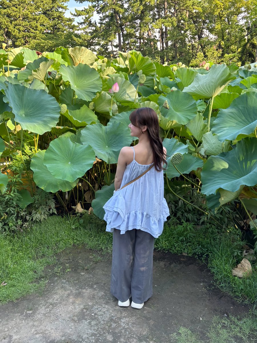 tanabedesuu's tweet photo. 約5000本の花がある白山公園の蓮池🪷
新潟の夏の風物詩のひとつ🎐🍉

世界遺産である平泉・中尊寺より
寄贈されたお花たちなんです。

花が開く早朝から午前中にかけてが見頃だそう🎐

平安時代の花の姿、香りを楽しんでみてはいかがでしょうか？🍃

📍新潟県新潟市白山神社・白山公園 https://t.co/jdD2QABgeg