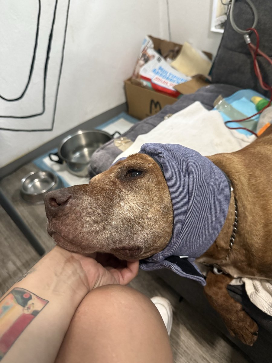 la_reinota_'s tweet photo. Amistades estoy muy triste de que el perrito que rescaté no tiene ni una sola solicitud de adopción. 
Por favor nunca he pedido nada en esta red 
Ayúdenme a compartirlo please 
Merece mucho amor y una vida digna y tranquila https://t.co/anggmos65G