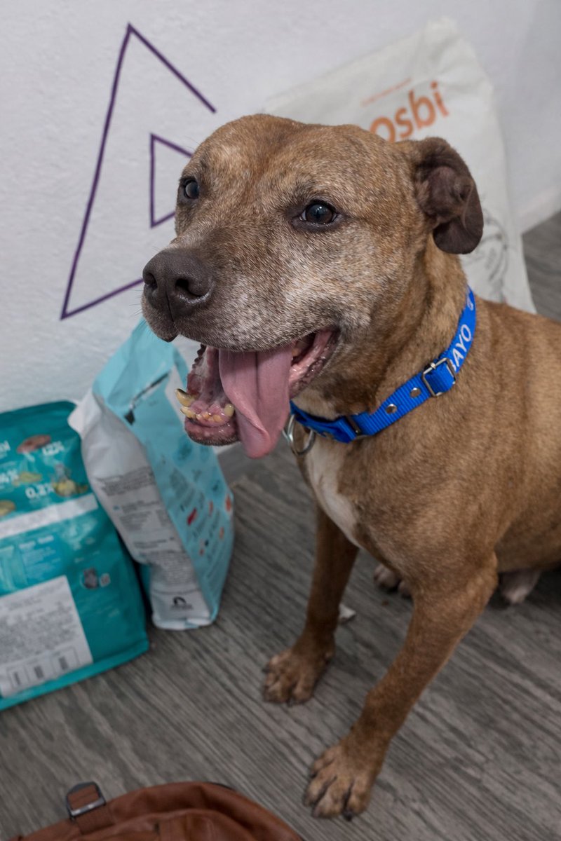 la_reinota_'s tweet photo. Amistades estoy muy triste de que el perrito que rescaté no tiene ni una sola solicitud de adopción. 
Por favor nunca he pedido nada en esta red 
Ayúdenme a compartirlo please 
Merece mucho amor y una vida digna y tranquila https://t.co/anggmos65G