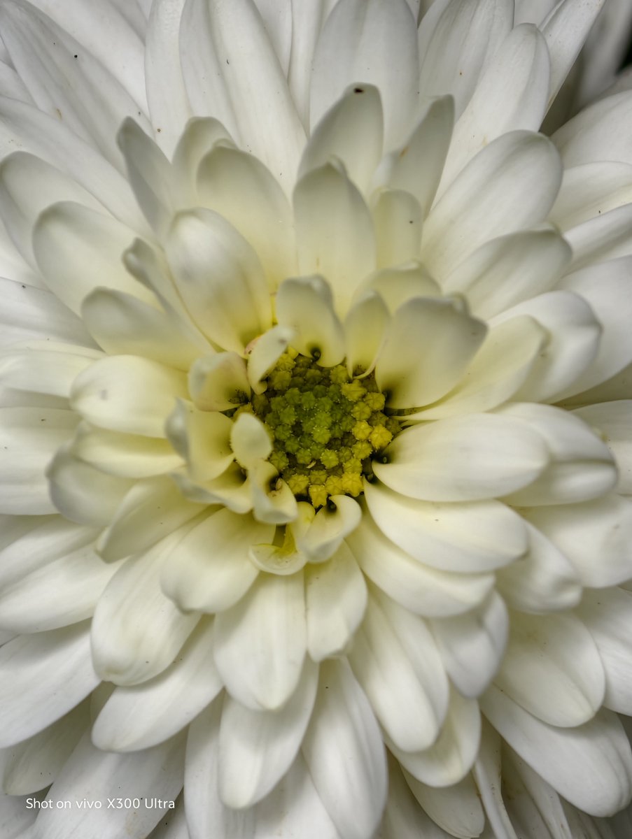 SunilMG7's tweet photo. @encoword Shot on Vivo x300 ultra #vivo #vivox300ultra https://t.co/7P99FYYBwz