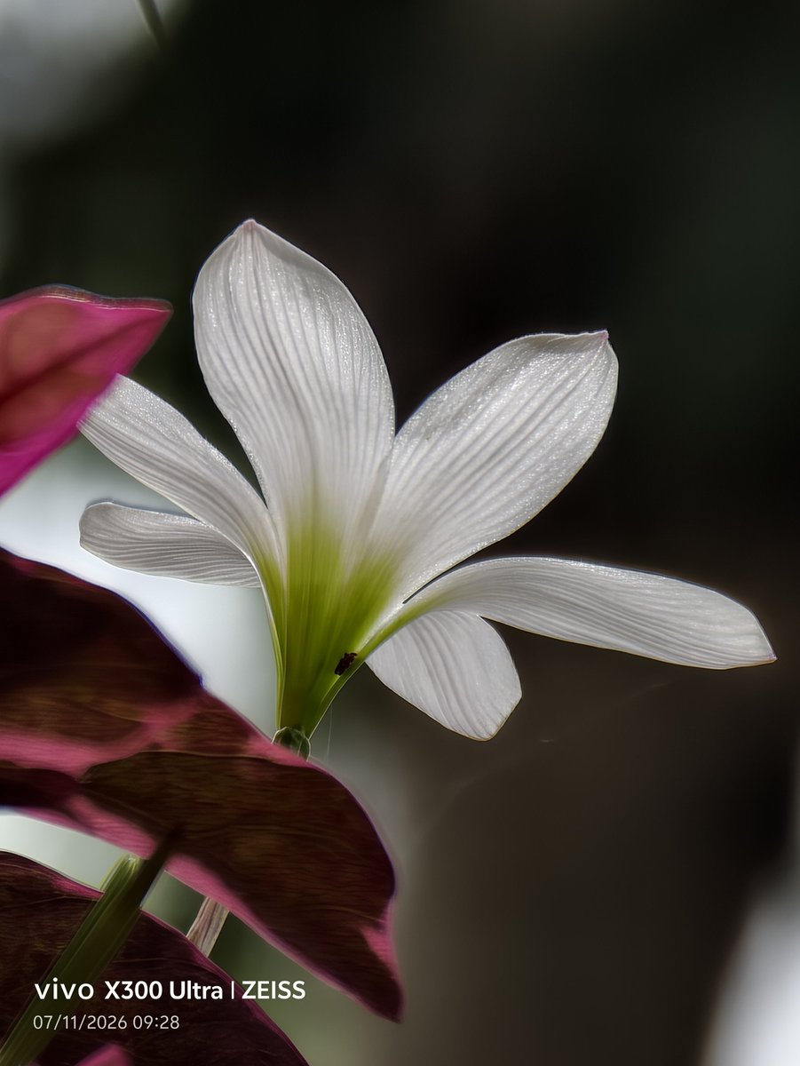 SunilMG7's tweet photo. @encoword Shot on Vivo x300 ultra #vivo #vivox300ultra https://t.co/7P99FYYBwz