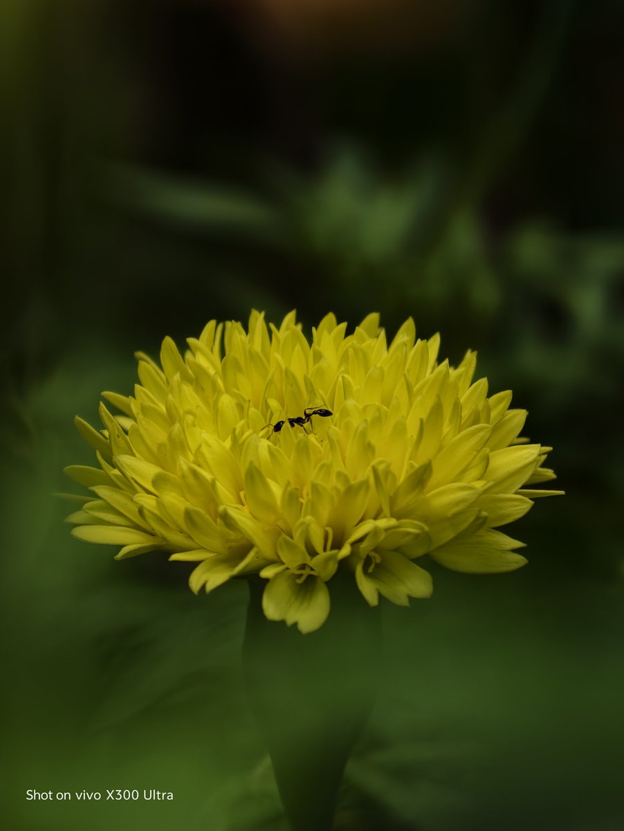SunilMG7's tweet photo. @encoword Shot on Vivo x300 ultra #vivo #vivox300ultra https://t.co/7P99FYYBwz