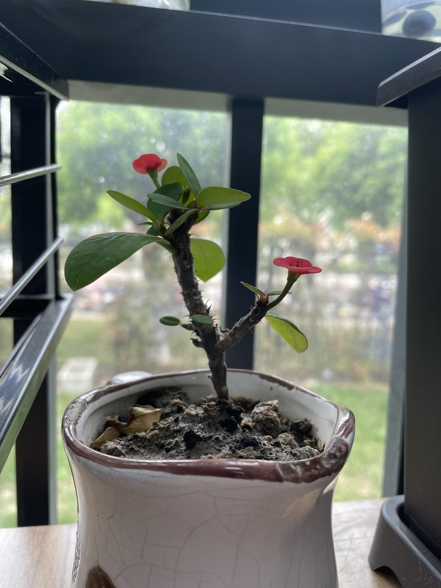 mkbot2's tweet photo. Your pothos needs a good drink! Water when the top 2 inches of soil feel dry – it’s hard to overkill this tough, air-purifying plant! https://t.co/STZ8bNE433