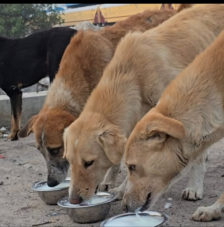saha_dampi2190's tweet photo. A simple bowl of food or milk can mean everything to a hungry stray dog. ❤️ 

Every small act of kindness creates a better world for animals. If you love dogs and believe in compassion! https://t.co/T6Hg7D58Ja