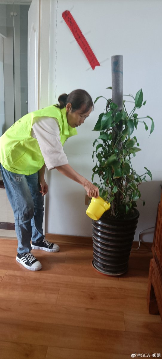 OdellScott9's tweet photo. Pro tip for your pothos! Keep its leaves clean by wiping with a damp cloth weekly—this boosts photosynthesis and helps it grow fuller, lusher. https://t.co/kWFNXrgwC6