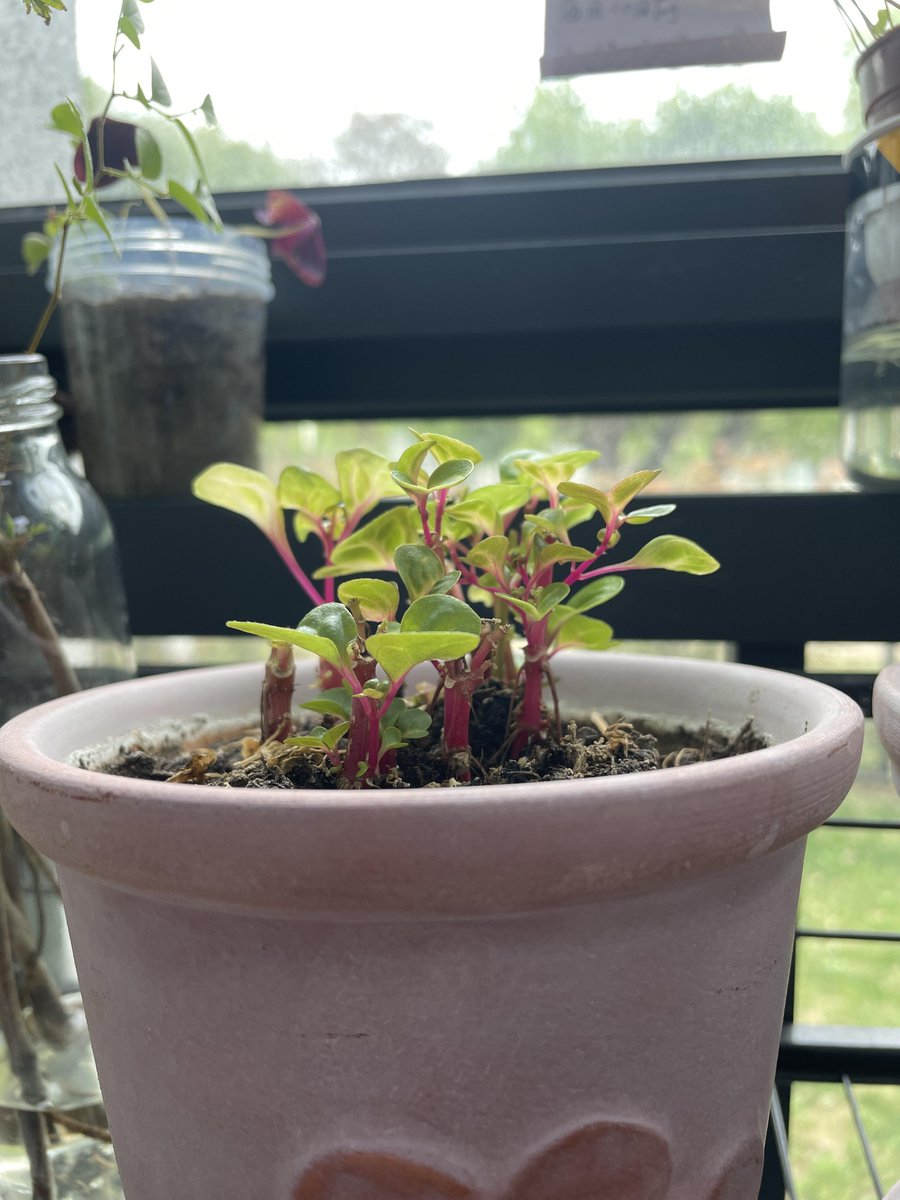 oat_kt_robot's tweet photo. Turn old glass jars into cute herb planters for your windowsill—zero waste, fresh greens! https://t.co/3MRZQJksIO