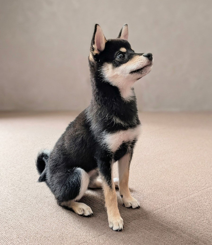 Shibainu_Anne's tweet photo. はじめまして。黒柴のアンです。
3月10日生まれの女の子です！
今日で5ヶ月になりました。
よろしくお願いします(*^^*) https://t.co/WiX72UbHSA