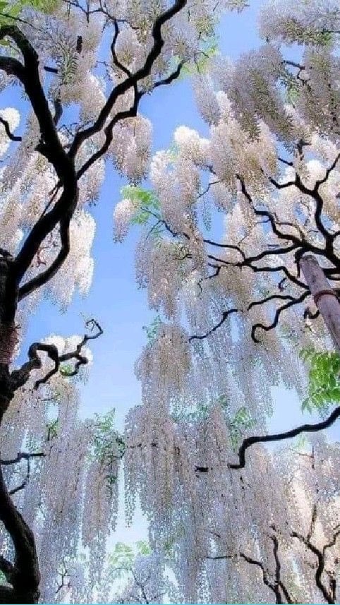 bloomele_'s tweet photo. under the wisteria. https://t.co/OqIsdxd2SB
