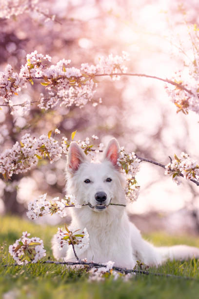 adele3xrivers4X's tweet photo. わんちゃんと花見🌸🐕 https://t.co/KIdV9wKooj