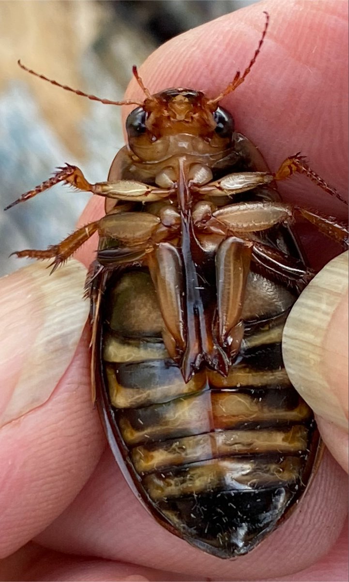 BrennanMartine's tweet photo. Great Diving Beetle in Hugh’s moth trapped at Abbeyleix at Abbeyleix Bog #mothbycatch https://t.co/GRmosRqS1C
