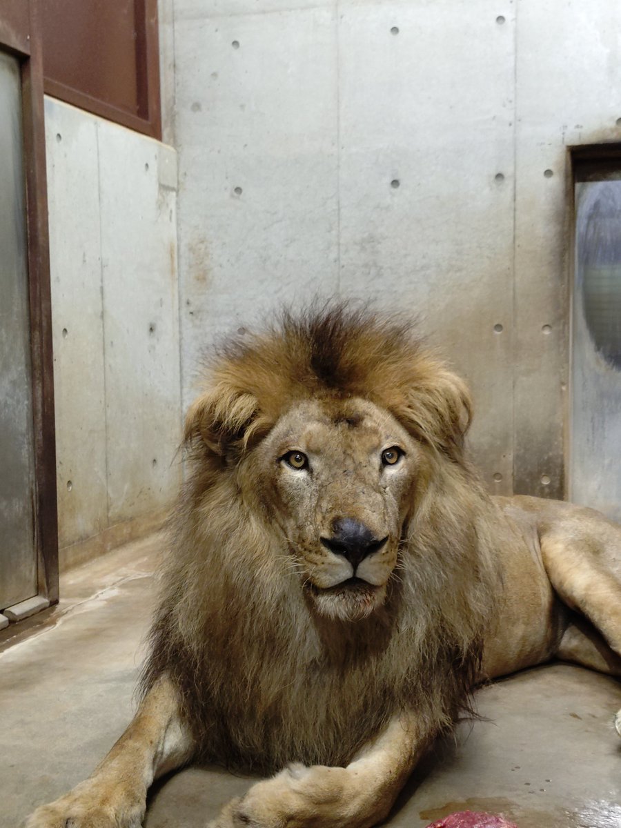 ChibaZoo's tweet photo. 本日8月10日は世界ライオンの日です🦁
国内の動物園では多くのライオンを見ることが出来ますが、野生下では様々な理由で絶滅が危惧されています。ライオンを守るためにどのような事が出来るのか、この機会に調べて頂けると嬉しいです🤔（飼2）
#千葉市動物公園 #アフリカライオン #トウヤ #アレン https://t.co/yxfzs2TJ66
