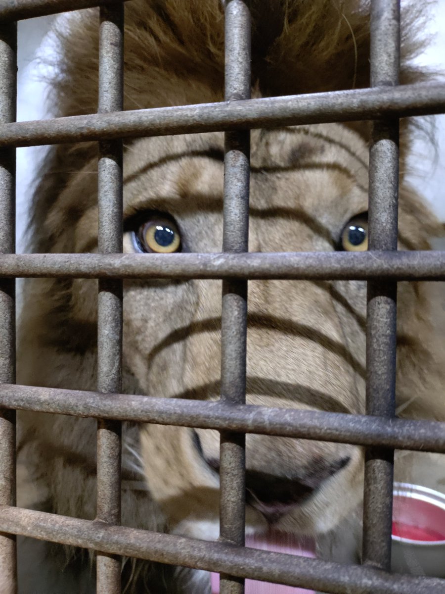 ChibaZoo's tweet photo. 本日8月10日は世界ライオンの日です🦁
国内の動物園では多くのライオンを見ることが出来ますが、野生下では様々な理由で絶滅が危惧されています。ライオンを守るためにどのような事が出来るのか、この機会に調べて頂けると嬉しいです🤔（飼2）
#千葉市動物公園 #アフリカライオン #トウヤ #アレン https://t.co/yxfzs2TJ66