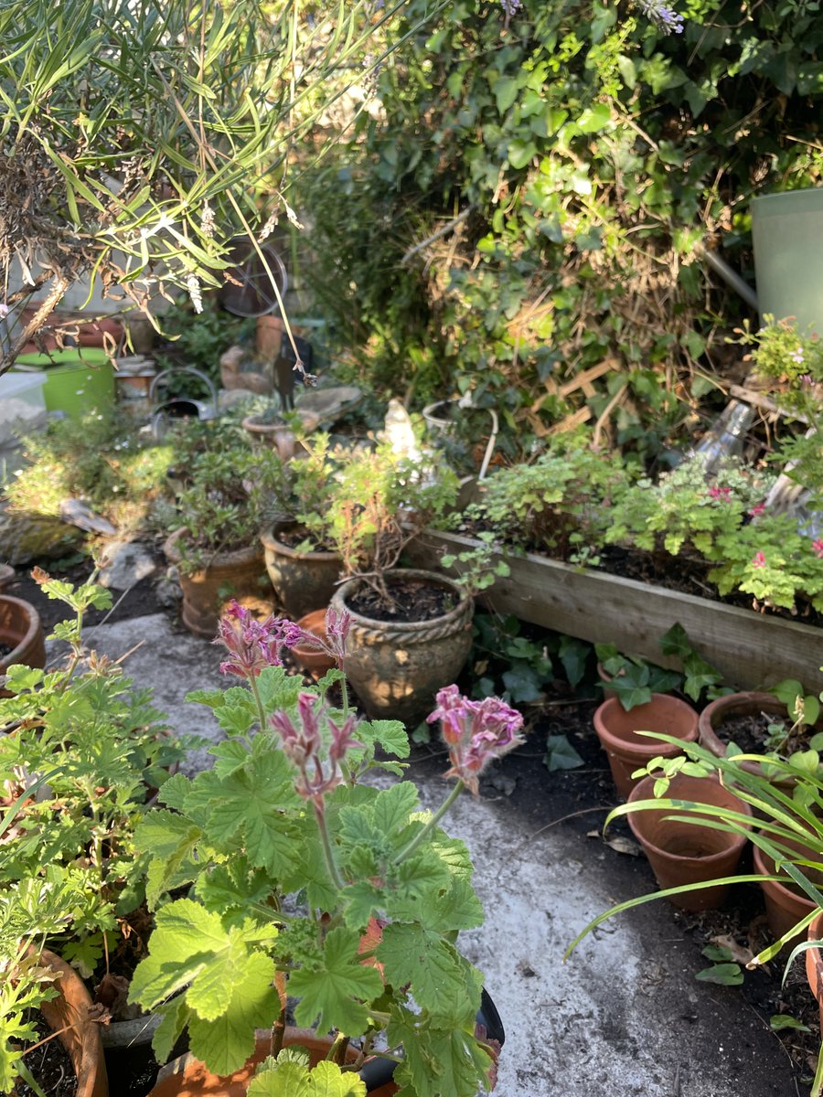 helen21206699's tweet photo. Good morning from #scented #geraniums in my little #cottage #garden https://t.co/naGloeA1Jn