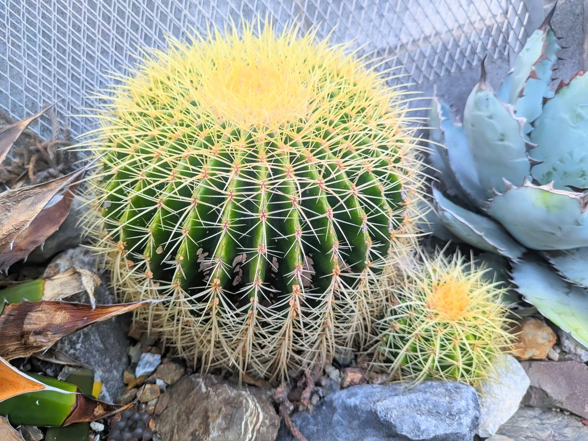drybizarre's tweet photo. Echinocactus grusonii
地植えしてる金鯱
昨年は養生せずに越冬した優秀な子
小さいのは大きいのとは別株だが長刺か🤔
#Echinocactus
#金鯱
#サボテン
#Drygarden https://t.co/2Ic4CYb15U