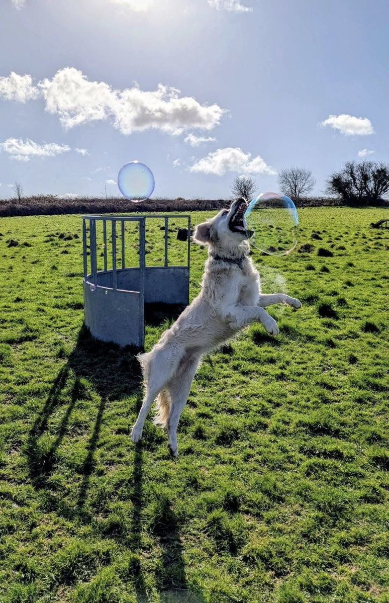 tylorakrynn6's tweet photo. bubble patrol is on duty https://t.co/z2JUxVShP3