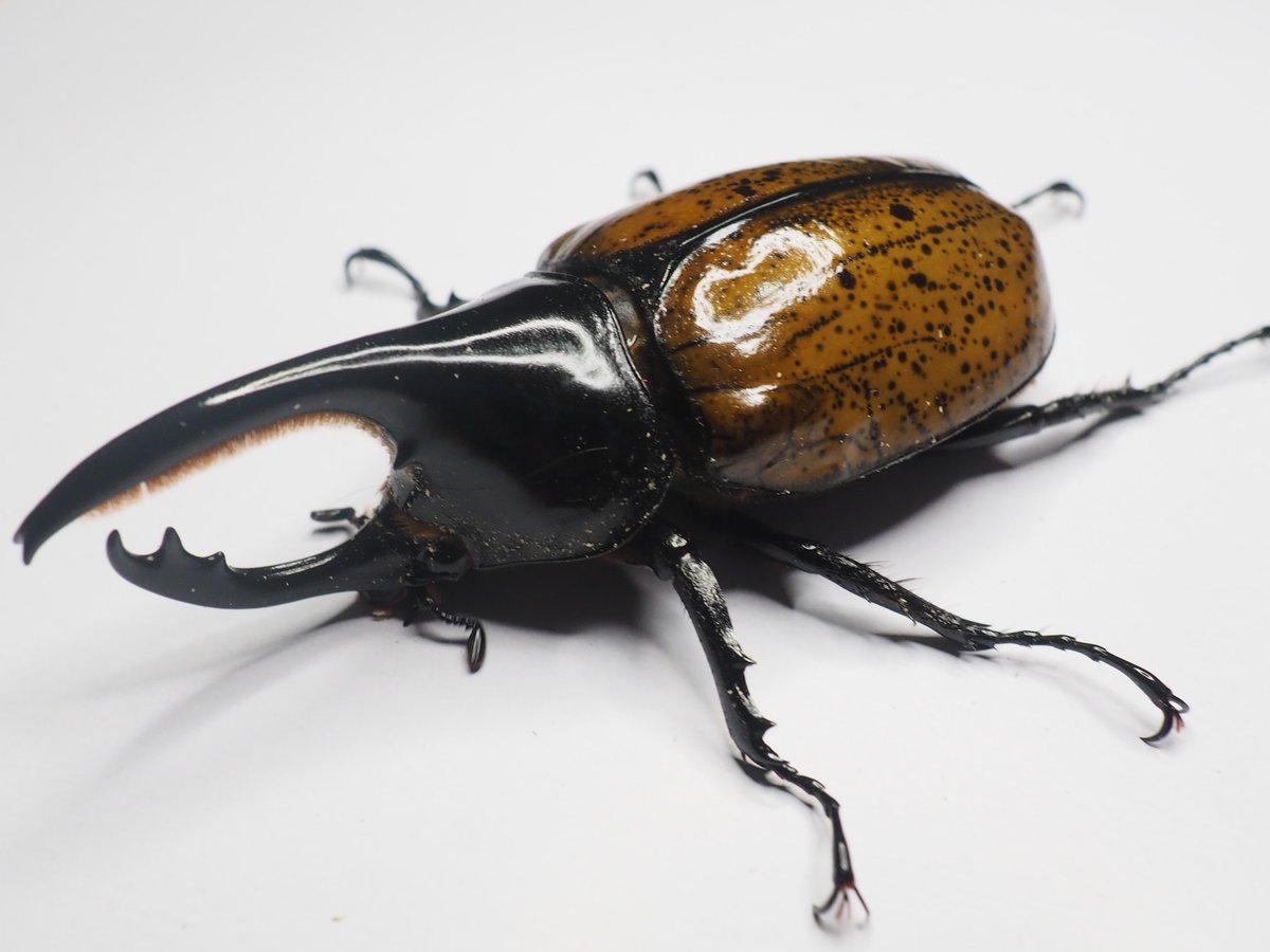 Crimson_meteor_'s tweet photo. モロンオオカブト
Dynastes hyllus moroni
羽化まで長かったです💦
現在♀は産卵セットに投入中です https://t.co/buoI3Yc6RD