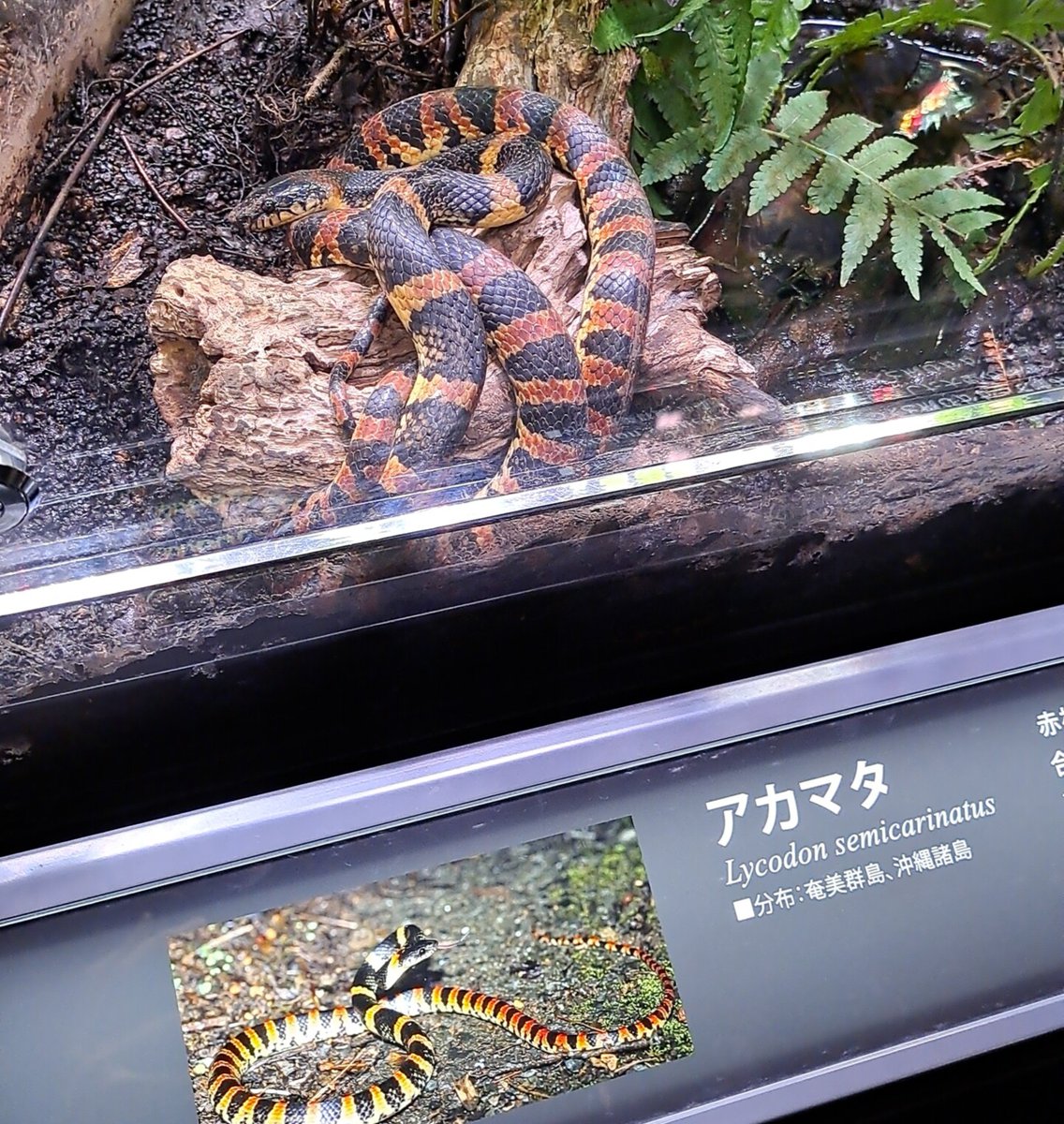 tokusatsusando's tweet photo. https://t.co/MKNSiW90bT