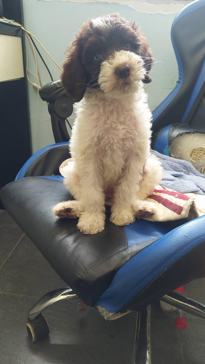 RobynSmithx1's tweet photo. Watch your fur baby thrive!  10 weeks of wagging tails and tiny paw steps—every milestone is precious. https://t.co/Q1IekNYQ1M
