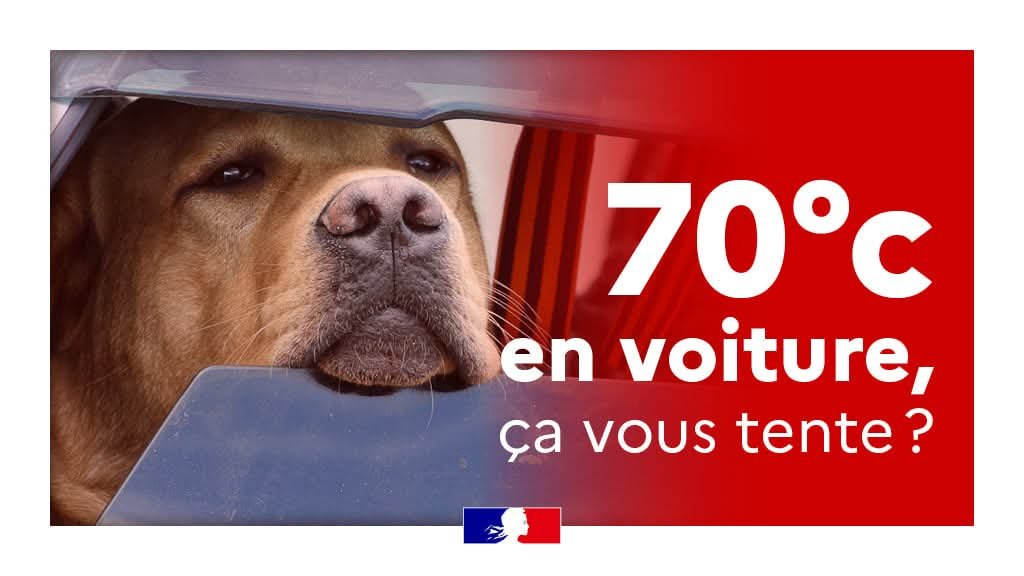 Prefet14's tweet photo. 🐶☀️ Un chien sauvé d’un coup de chaleur à Cabourg

Hier, à Cabourg, les policiers sont intervenus pour porter secours à un chien laissé dans un véhicule stationné, malgré des fenêtres légèrement entrouvertes.

À leur retour près de 1h30 plus tard, les policiers constataient une dégradation de l’état de santé de l’animal. Le véhicule a été ouvert et le chien pris en charge par la SPA.

Après identification, les propriétaires ont été avisés de la procédure engagée pour maltraitance animale.

⚠️ Rappel essentiel : il ne faut JAMAIS laisser un animal dans un véhicule, même quelques minutes, même avec les fenêtres entrouvertes.

En période de fortes chaleurs, la température peut augmenter très rapidement dans l’habitacle et mettre sa vie en danger.