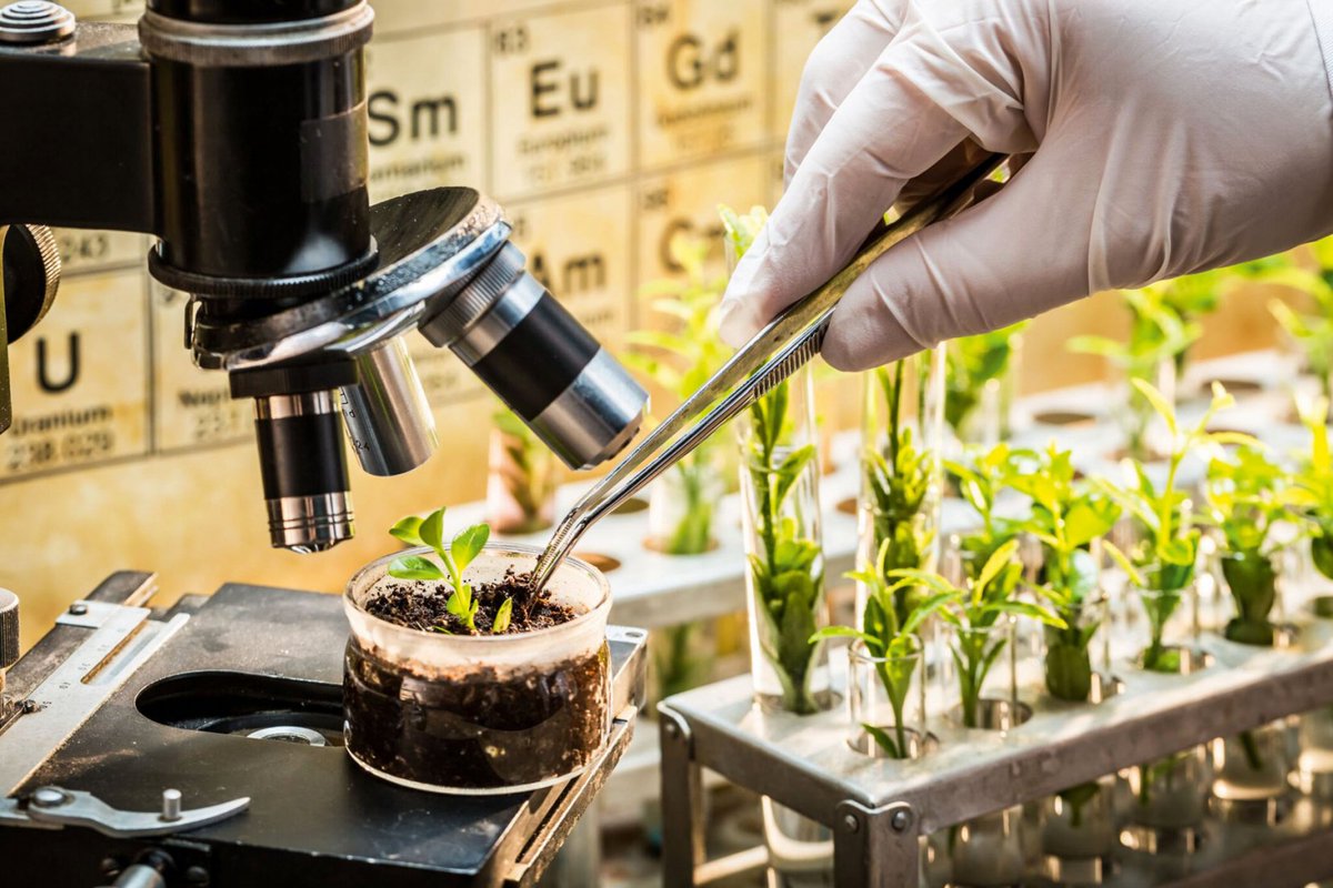 jacksonhinkle's tweet photo. 📍🇷🇺 NEW:

Russian scientists find new way to protect crops from climate change.

Researchers at South Ural State University have uncovered that reactive oxygen species (ROS) act as a biological alarm system, helping cereal crops adapt to extreme heat and drought. https://t.co/mQmTrZAg25