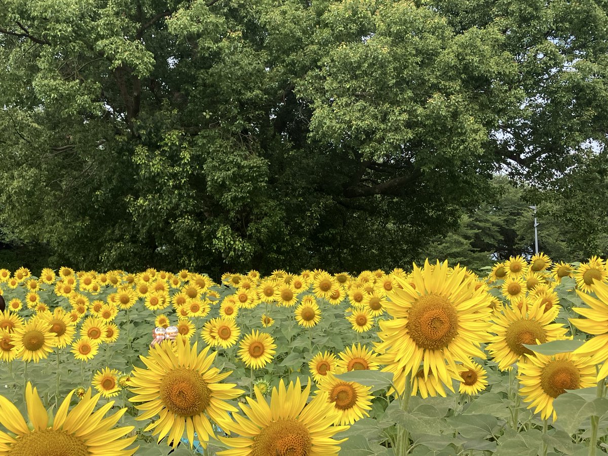 laugh03171's tweet photo. 🌻🌻🌻🦉🦉🌻🌻🌻 https://t.co/ovEPeX6LP1