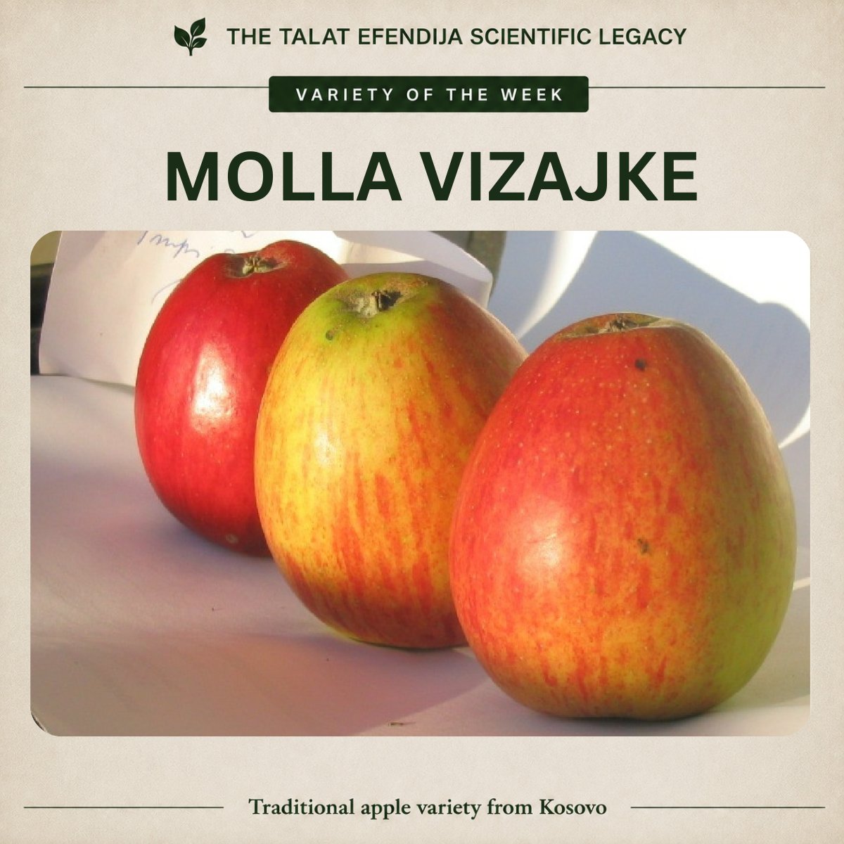 NoraGola1's tweet photo. 🍎 Variety of the Week | Molla Vizajke
Documented in Kosovo (2007)
A traditional apple variety known for its tart taste and excellent keeping quality, traditionally stored until May.
📚 More reading on Substack: https://t.co/Td2NDhKYir

#Biodiversity #Kosovo https://t.co/fjIBUSGGqV