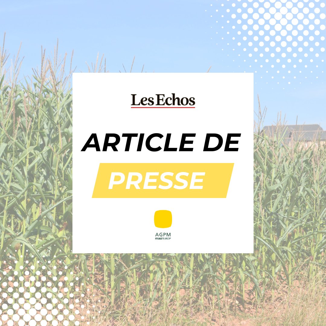 AGPM_mais's tweet photo. 🚨 Subir la crise ou sécuriser l'avenir : l'urgence d'agir pour nos fermes !

La sécheresse historique que nous subissons continue d'impacter lourdement nos récoltes. Fin juin, nous estimions déjà les pertes à 30 %. Depuis, le déficit hydrique s'est aggravé pour le maïs et ce chiffre atteint désormais 50 % : c'est la moitié de la production qui est perdue !

📉 Les céréaliers enchaînent les crises, accentuées, depuis février et le début de la guerre en Iran, par l'explosion des charges et la volatilité de cours bien inférieurs à nos coûts de production

.Si le projet de loi d’urgence, actuellement examiné par le Conseil constitutionnel, vise à soulager la ferme France sur le long terme, nous ne pouvons que constater le manque d'ambition sur le court terme.

❌ Le plan engrais annoncé début juillet est doté d'un budget insuffisant qui ignore les surcoûts déjà supportés pour la campagne 2026. Pire : la période d’éligibilité retenue exclut les mois de novembre à avril, fenêtre durant laquelle les producteurs de maïs achètent pourtant leurs engrais azotés.

✊ Nous restons force de propositions pour inverser cette tendance et continuons à nous mobiliser face à cette situation mortifère pour tant d'agriculteurs !

#CriseAgricole #SouveraineteAlimentaire #Secheresse #AgriMobilisation