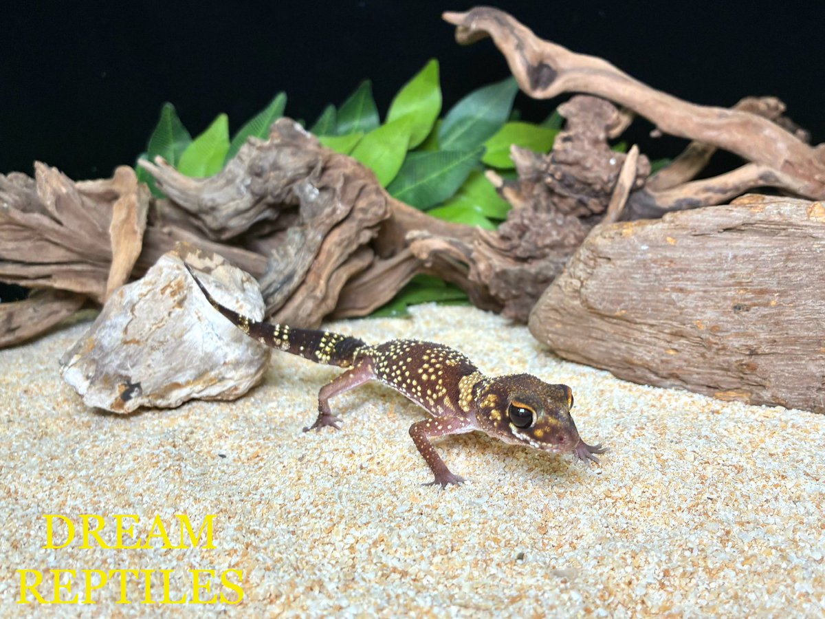DREAM REPTILES【公式】珍獣·爬虫類専門店 ドリームレプタイルズ on X